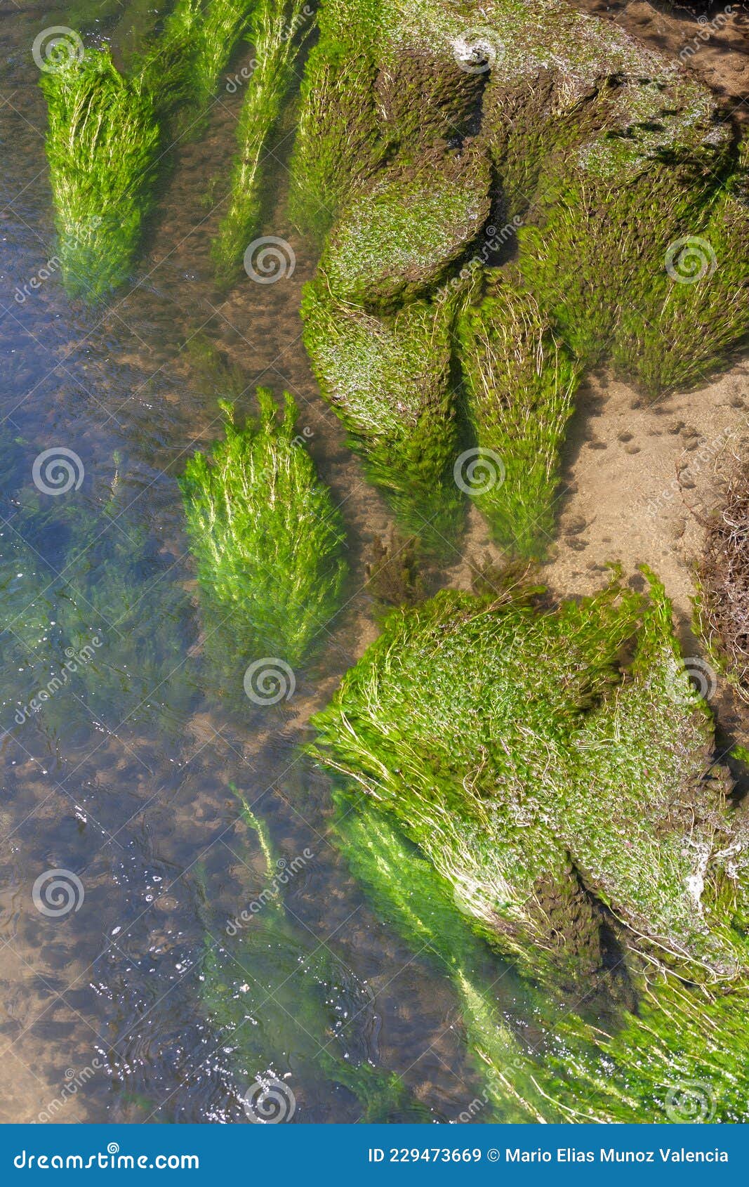 Green Algae Move in the Current of a Clear Water River Stock Image Image of blue, environment