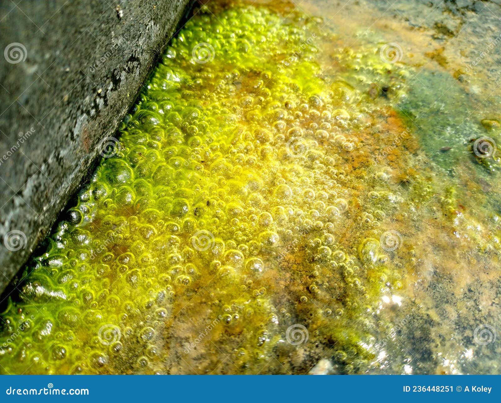 Green Algae Near Water Tank,Stag Water,polution Stock Image Image of