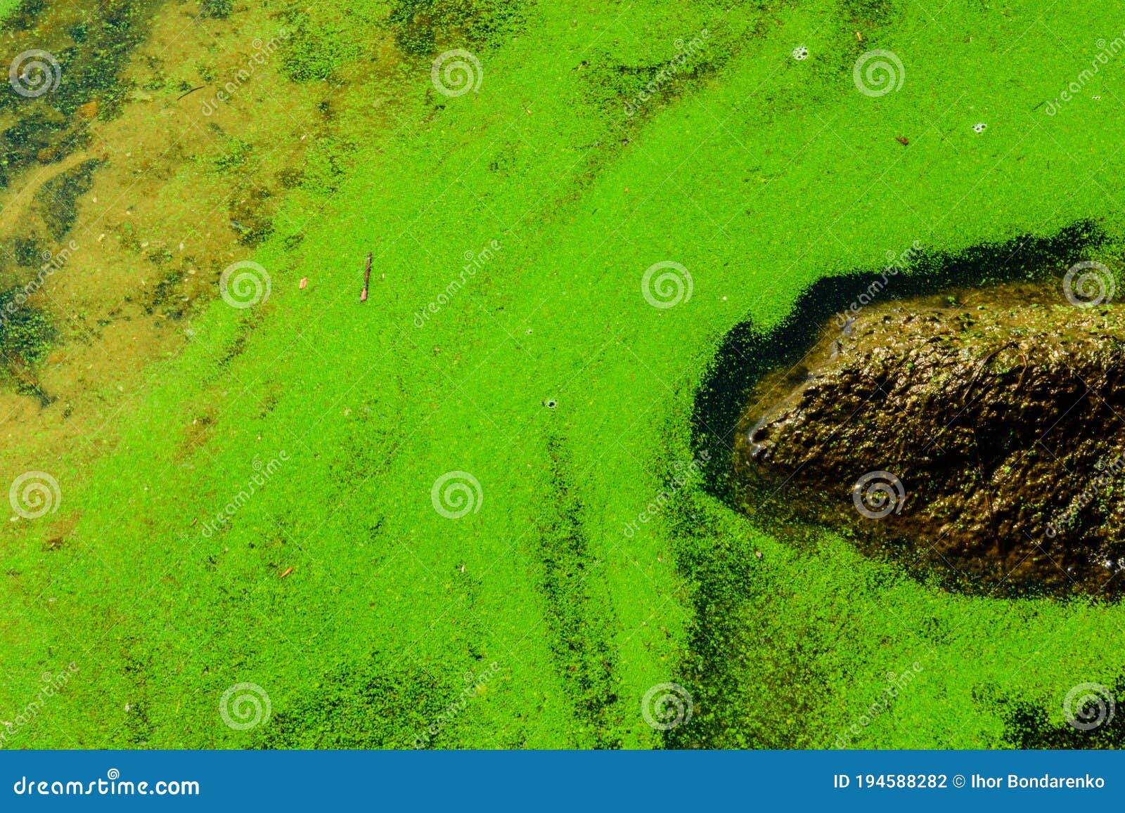 Green Algae Pollution on the Water Surface. Ecological Concept Stock