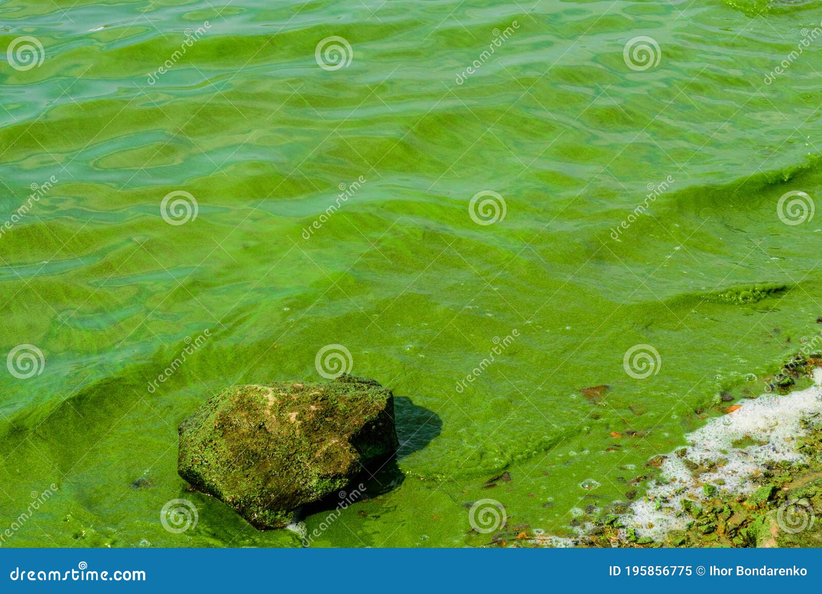 Green Algae Pollution on the Water Surface. Ecological Concept Stock