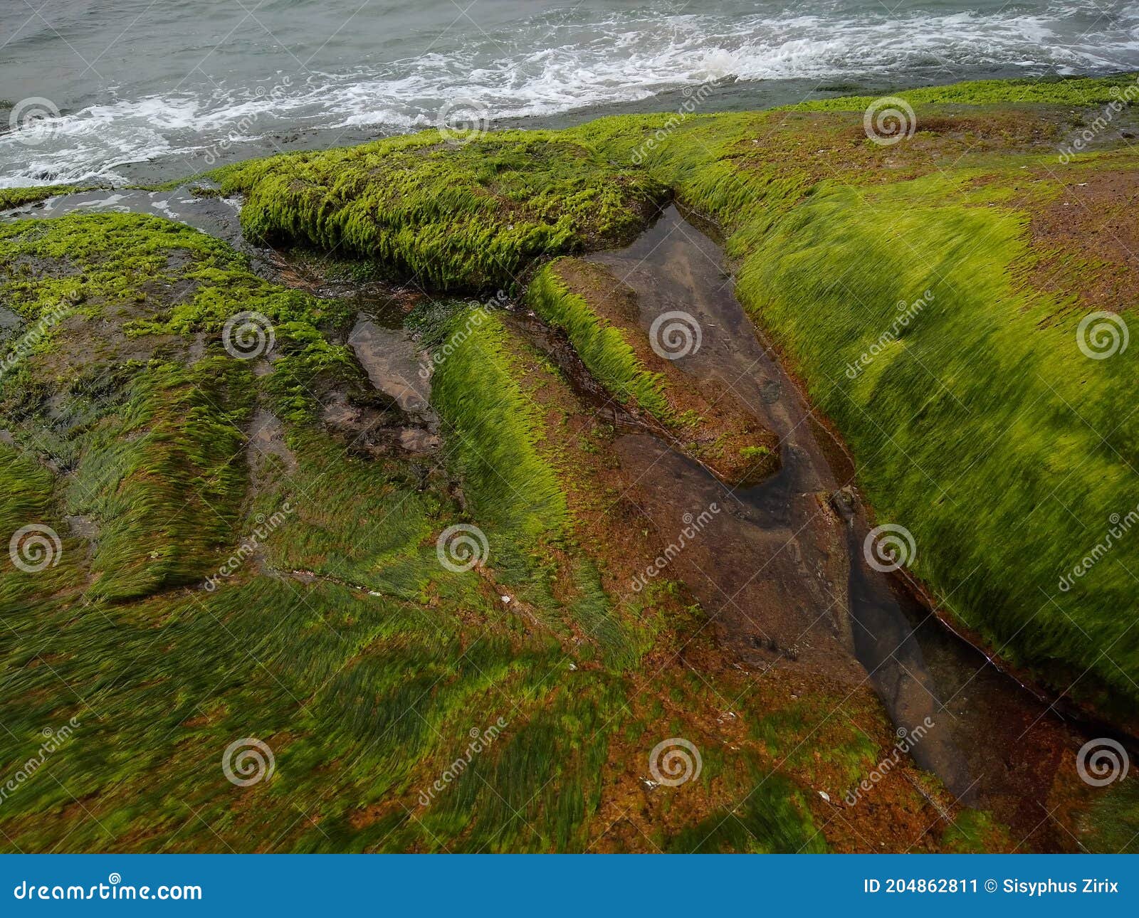 Green Algae (Ulva Intestinalis) on the Rock Stock Image Image of