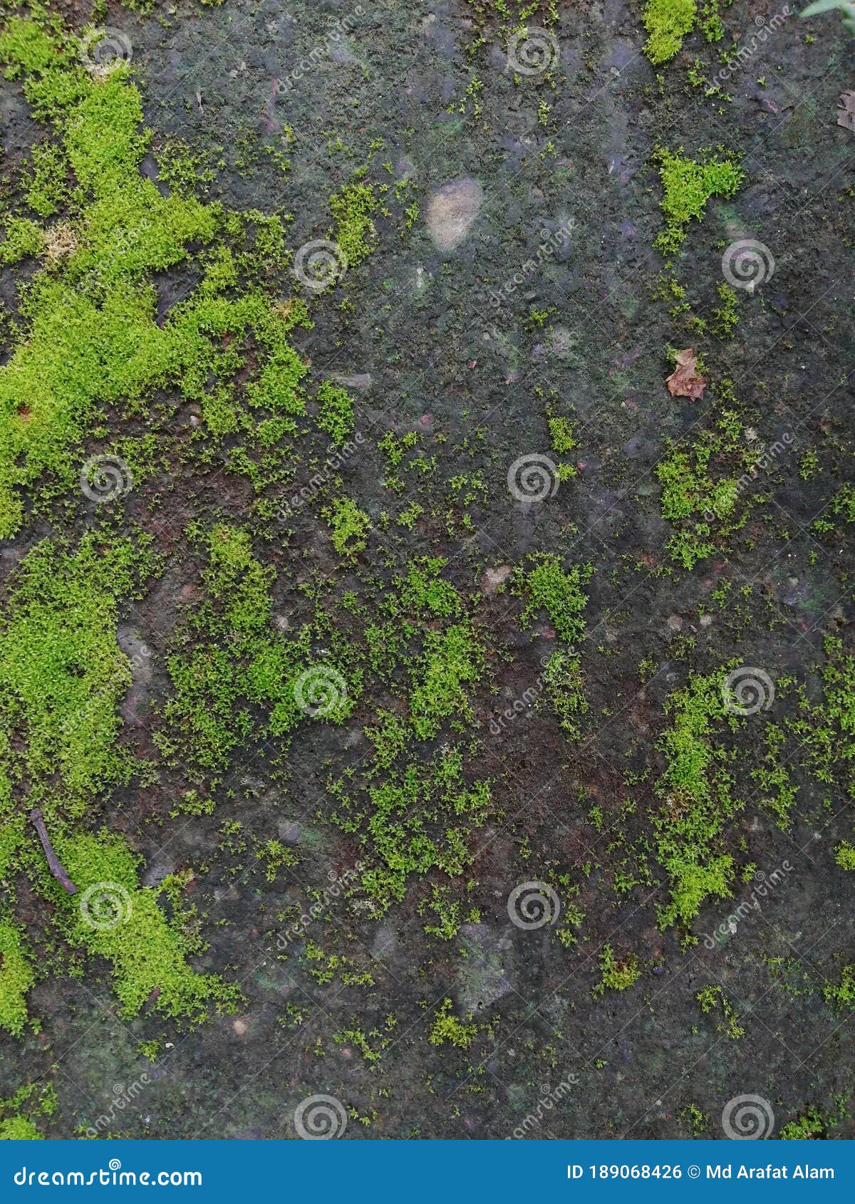 green algae wall texture retro background