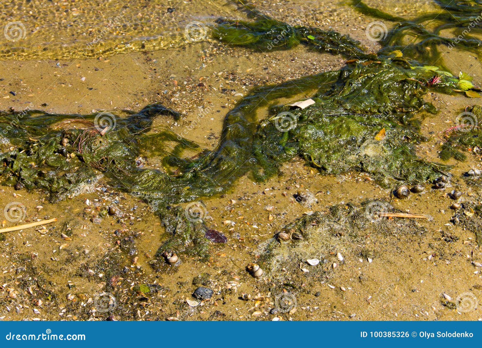 Green Algae in Water. Water Pollution. Ecological Problem Stock Photo