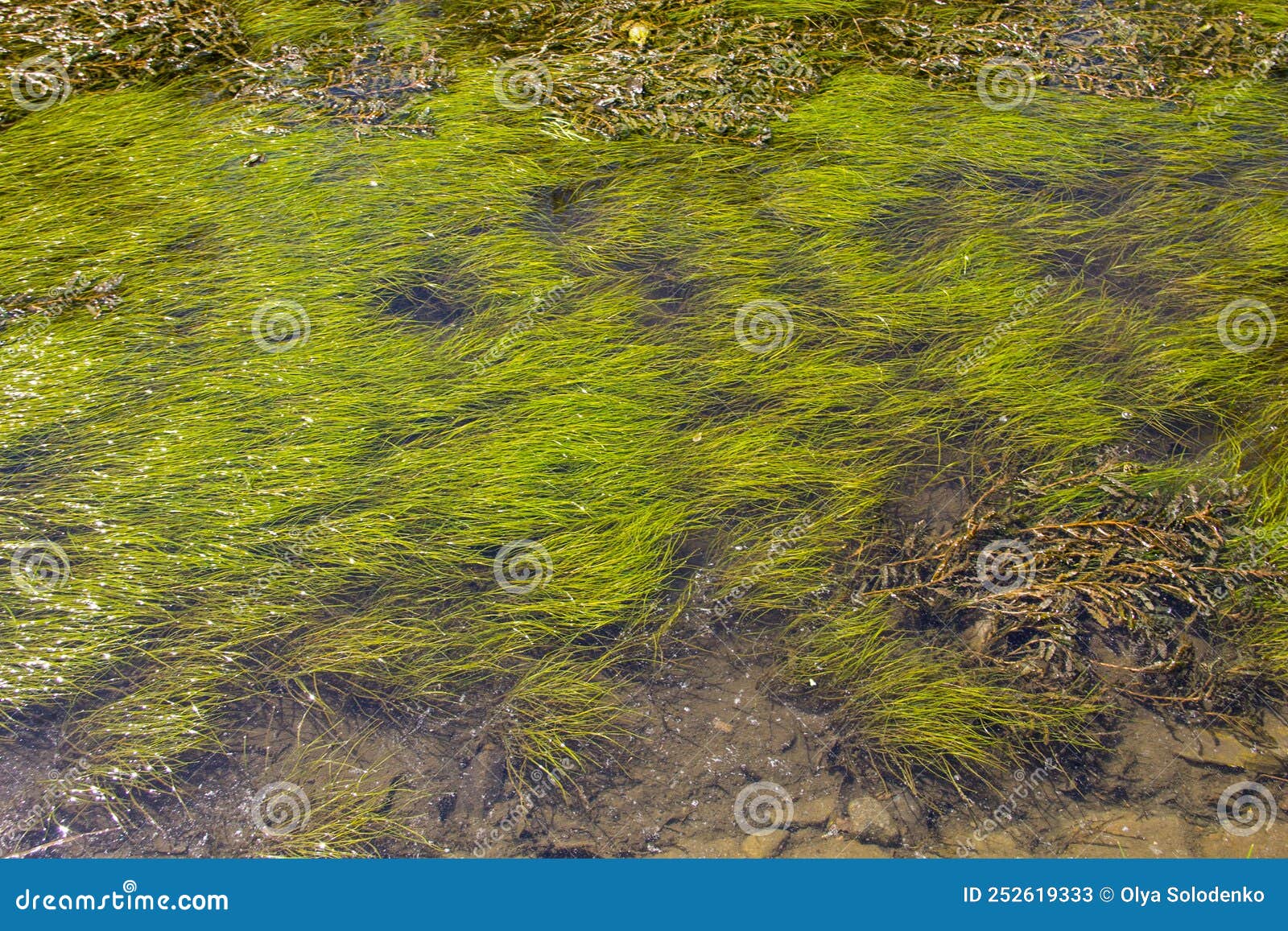 Green Algae in Water Surface Stock Image Image of ecology, floating