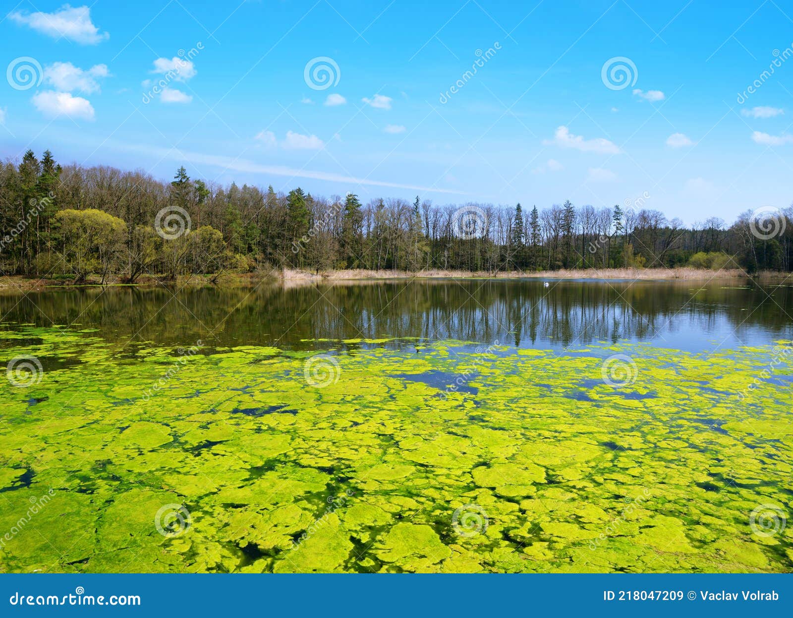 Green Algae on the Water Surface of a Pond. Stock Image Image of
