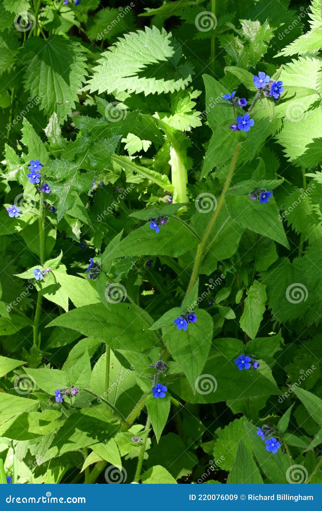 green alkanet - pentaglottis sempervirens, norfolk, england, uk