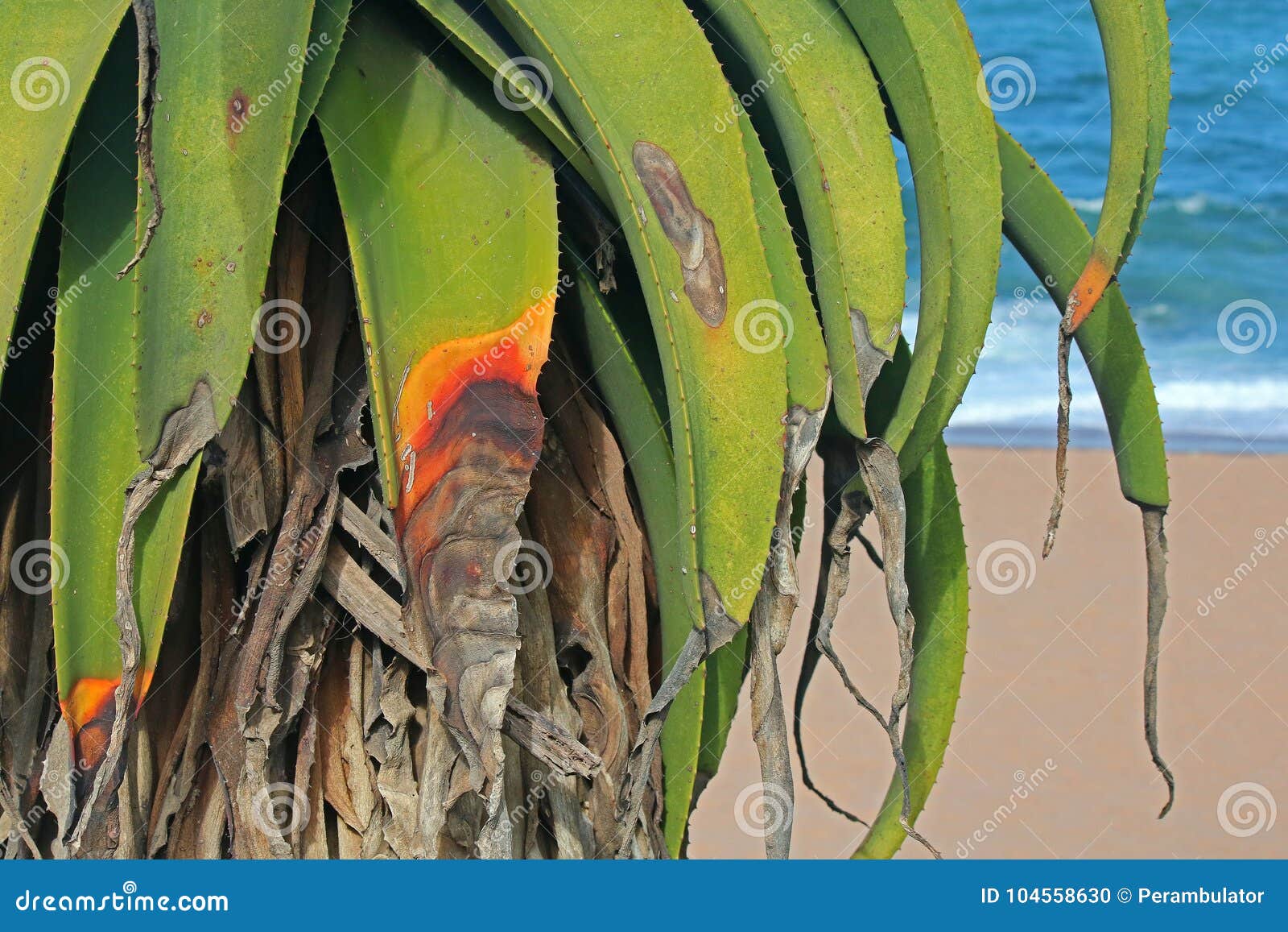 Green Aloe Plant On Beach With Dying Leaf Tips Stock Photo Image