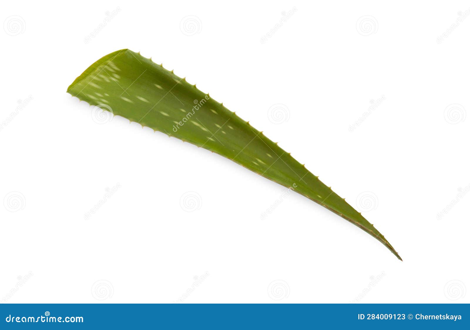 Green Aloe Vera Leaf Isolated on White Stock Image Image of color