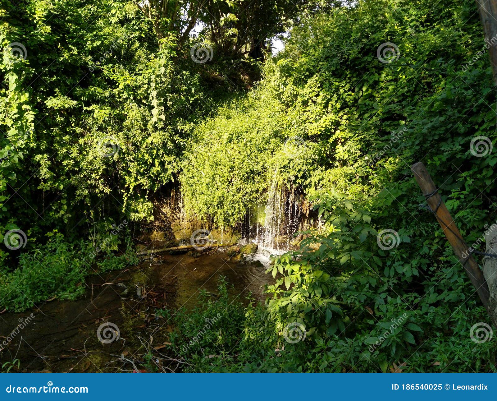 green ambiente with little waterfalls and water reflections