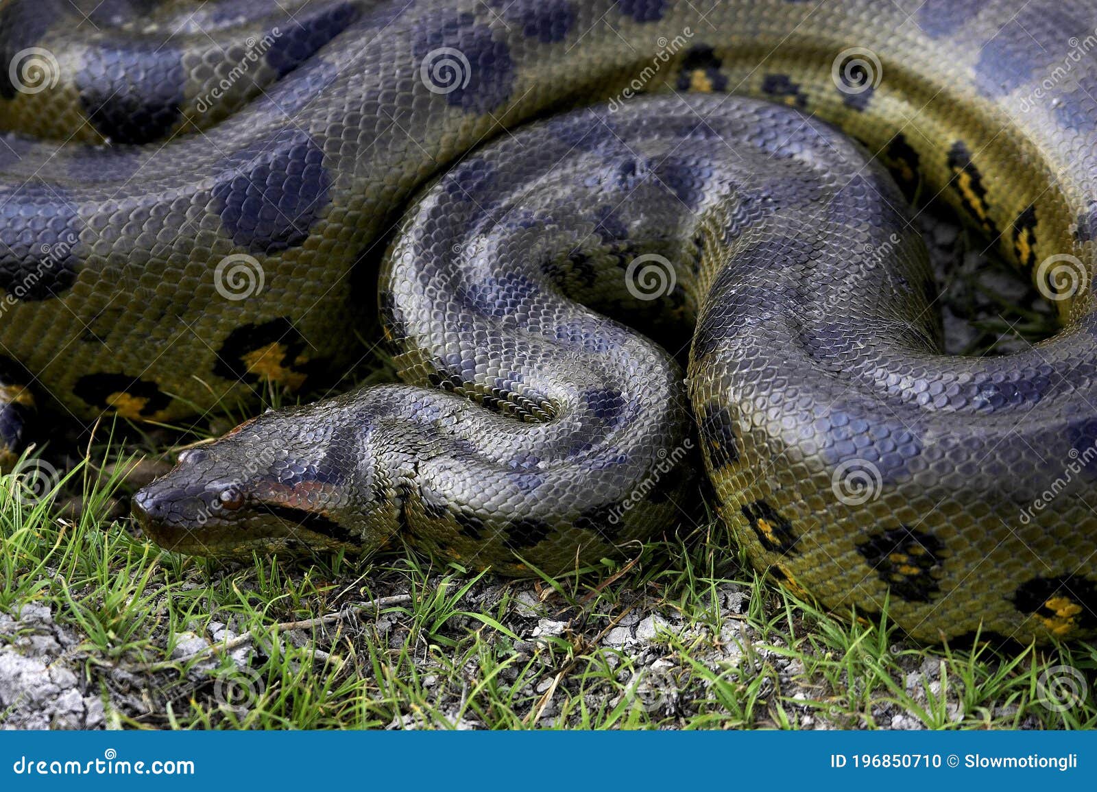 Green Anaconda, Eunectes Murinus, Los Lianos in Venezuela Stock Photo
