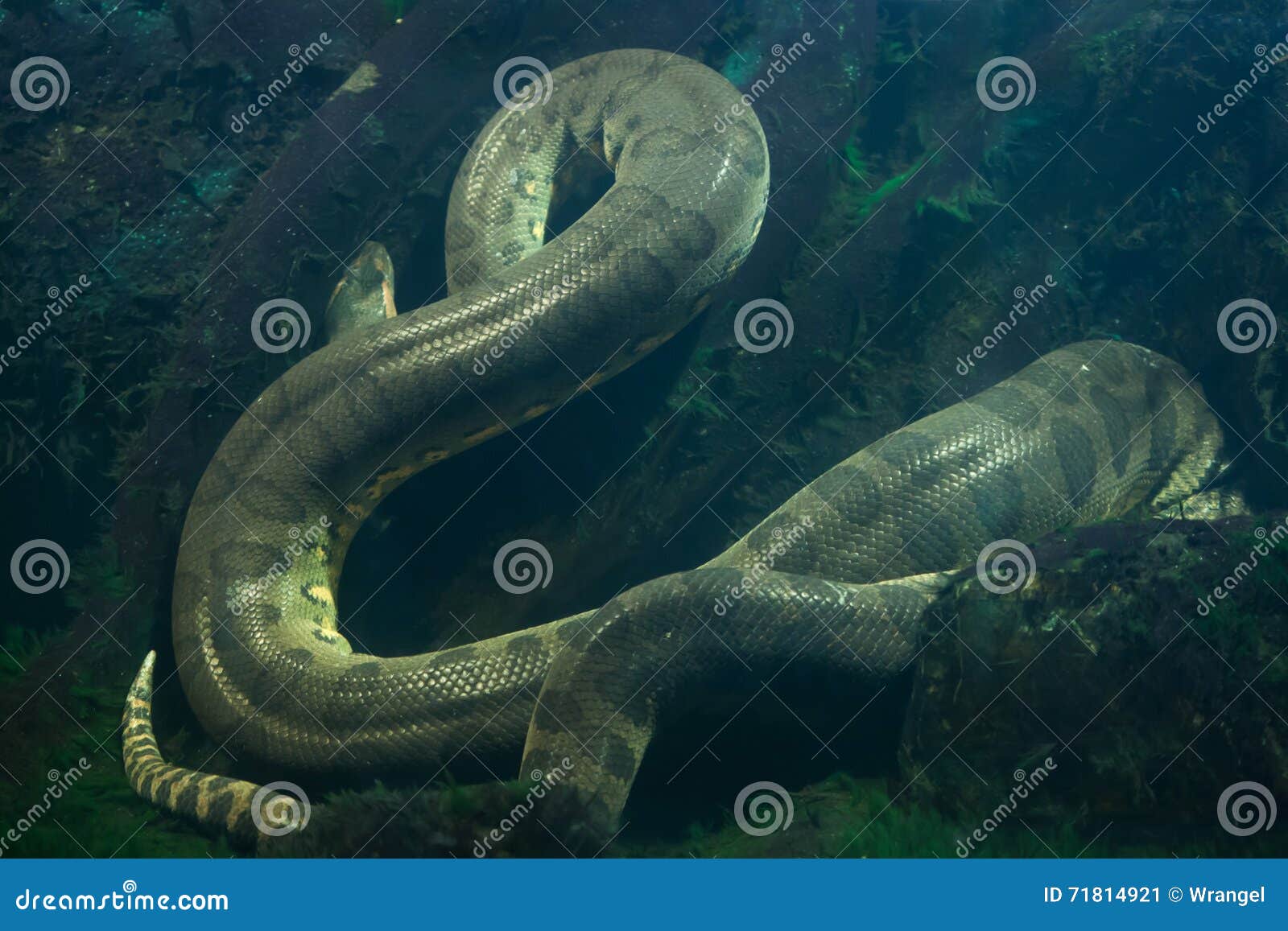 Green Anaconda, Eunectes Murinus, Adult Standing In Water, Los Lianos