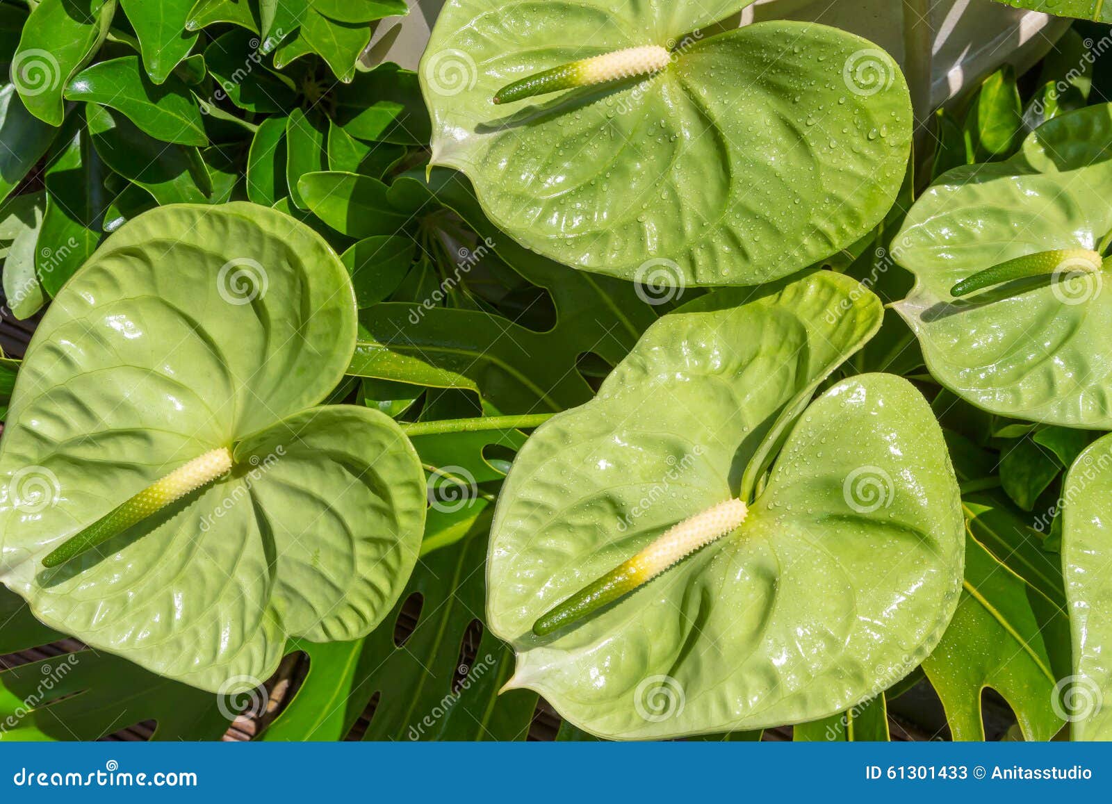 green anthurium tropical flower