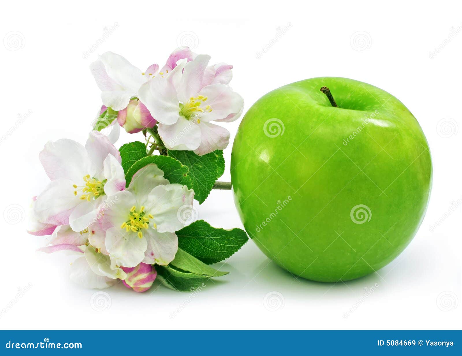Green Apple Fruit Isolated with Pink Flowers Stock Image Image of
