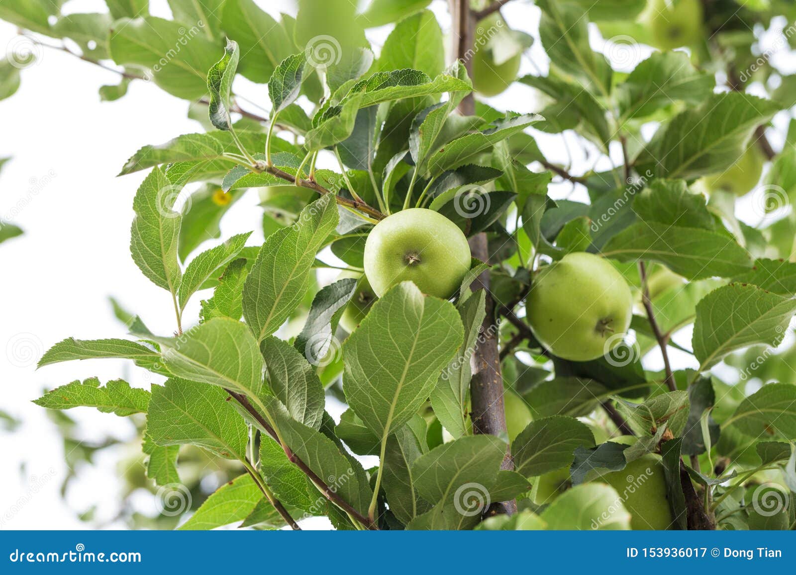 The Fruit of the Apple Tree Stock Image Image of green, leaf 153936017