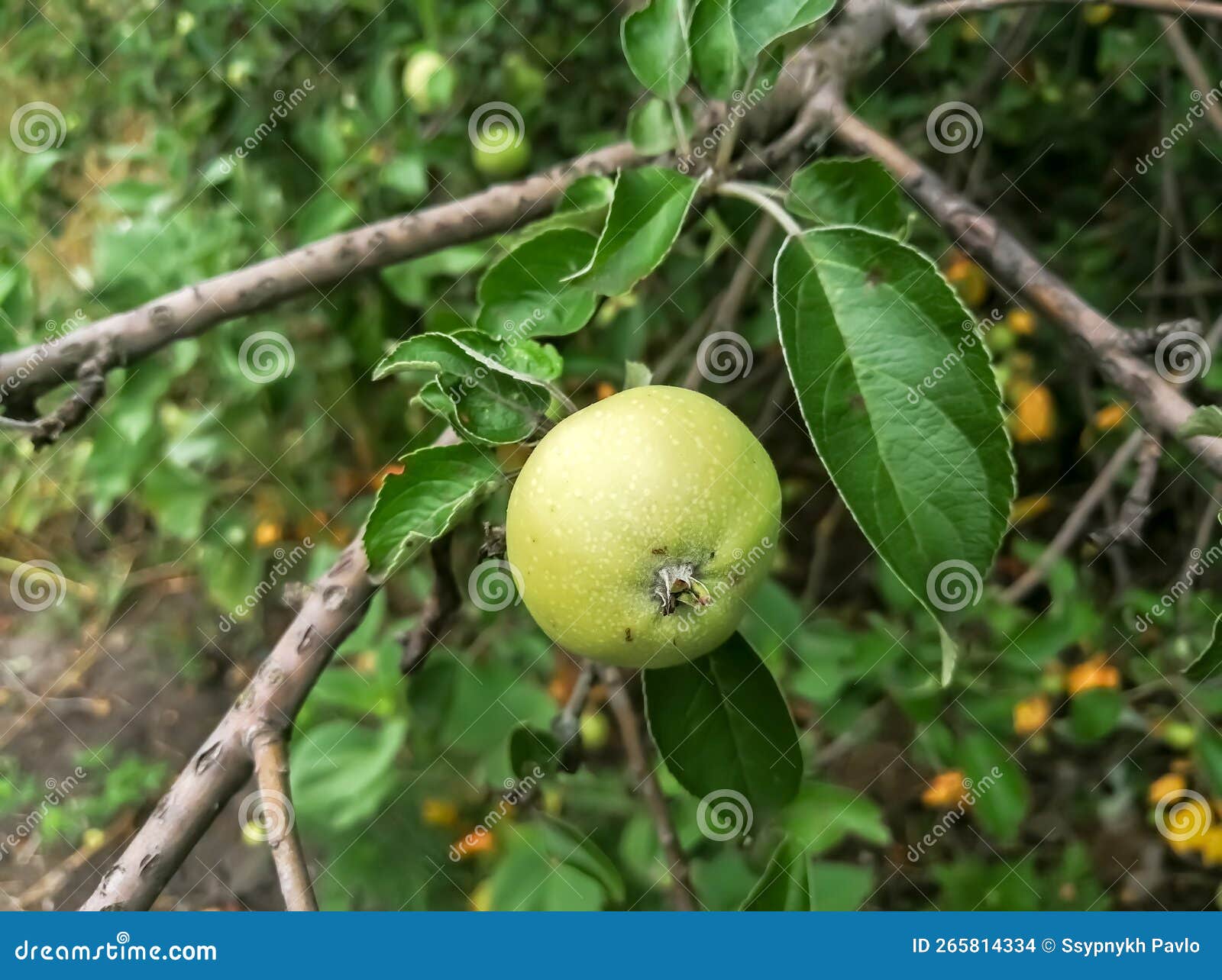 Green Apple on a Tree. Young Fruits on an Apple Tree. the Fruit of an