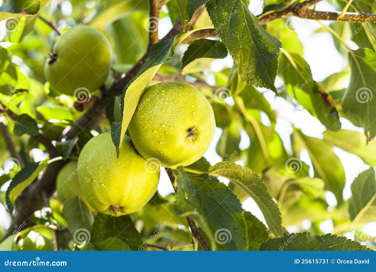 organic juicy green apples. above view Stock Photo by nblxer