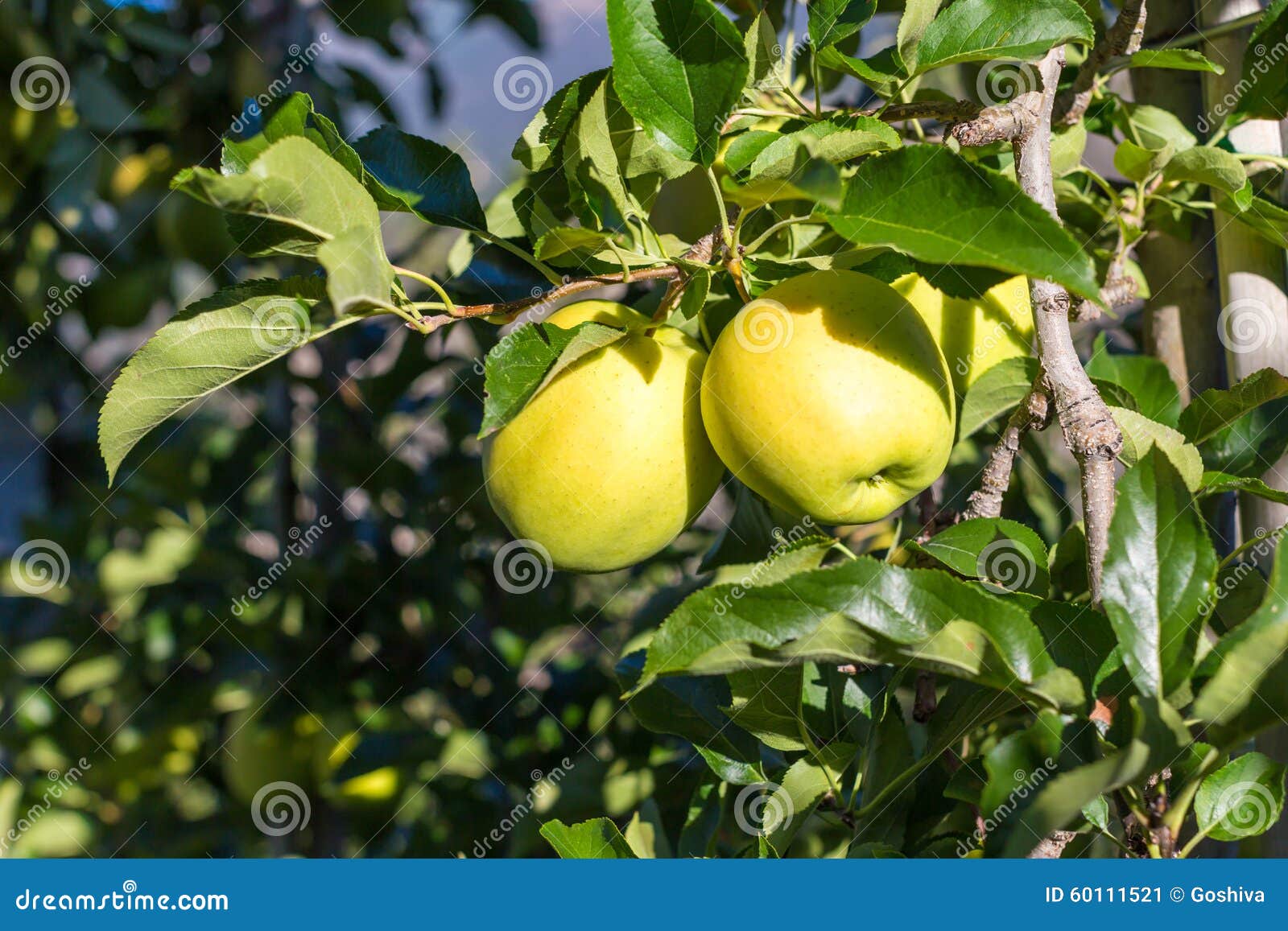 Green Apples (Golden Delicious) Stock Image Image of garden