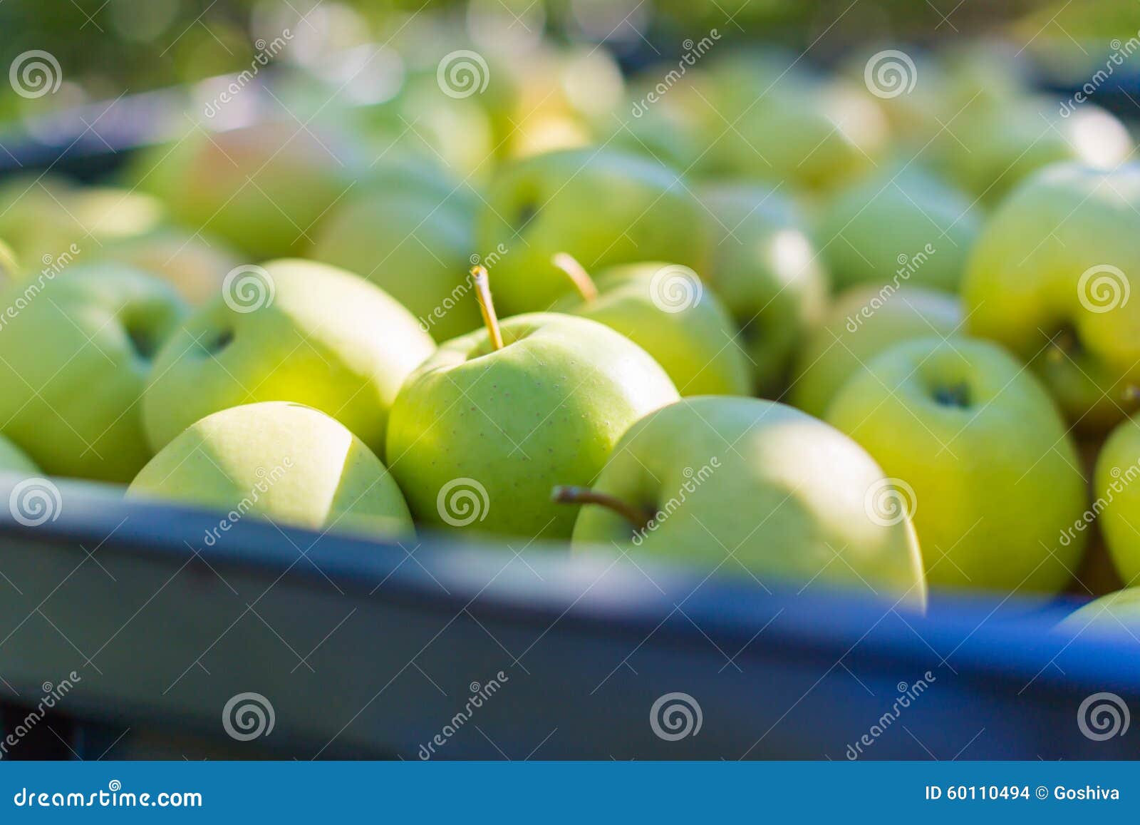Green Apples (Golden Delicious) Stock Photo Image of hand, harvesting