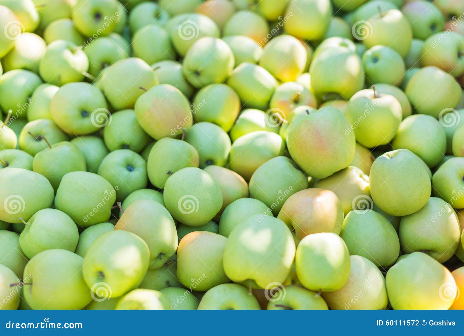 Green Apples (Golden Delicious) Stock Photo Image of freshness
