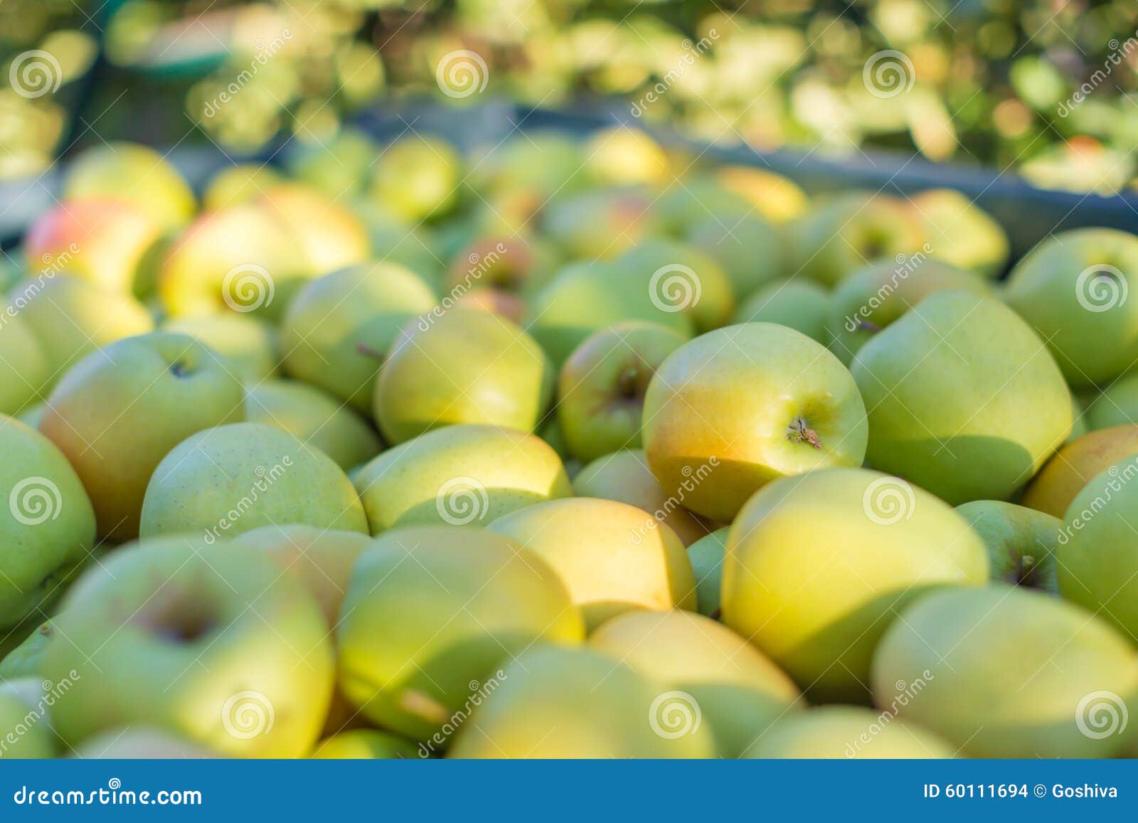 Green Apples (Golden Delicious) Stock Photo Image of delicious