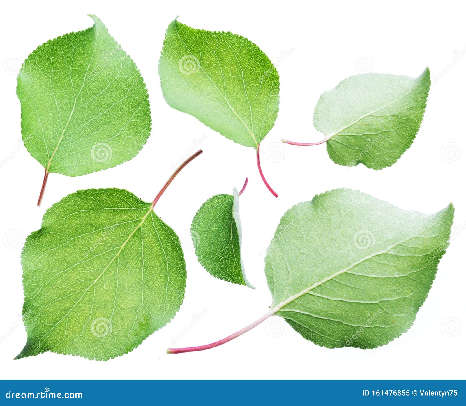 Green Apricot Leaves on the White Background Stock Image Image of leaves, organic 161476855