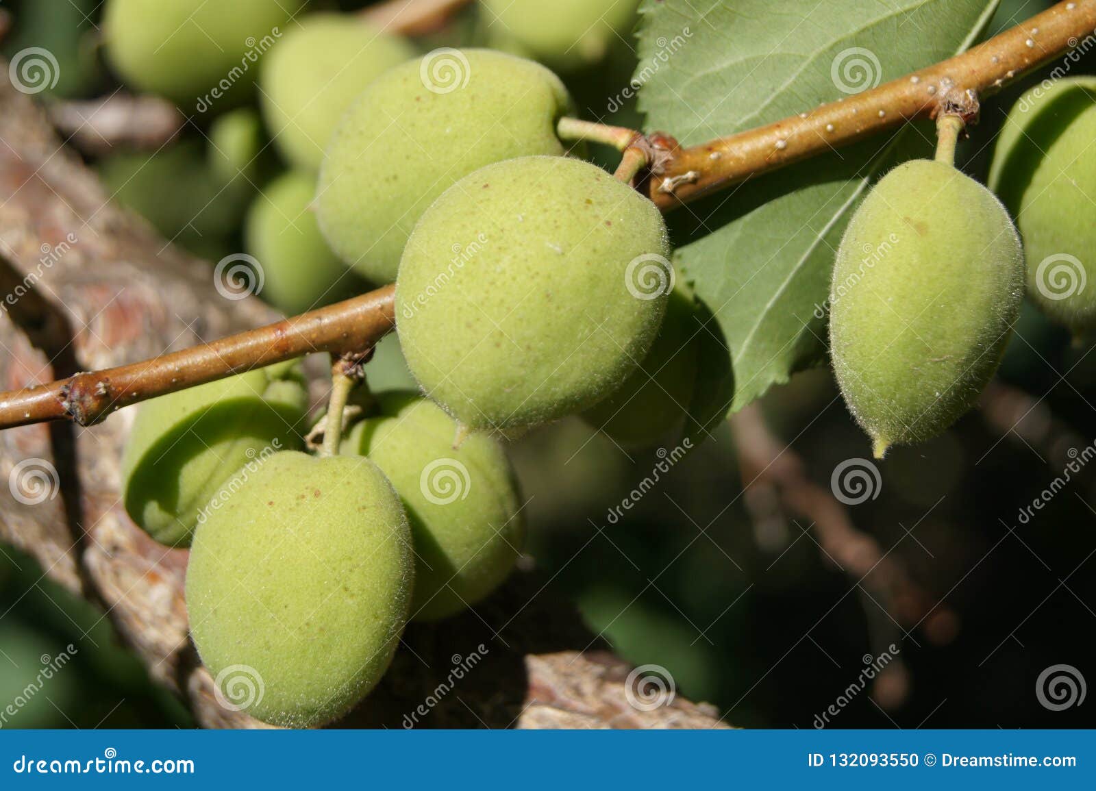Green apricots on branch stock photo. Image of leaf 132093550