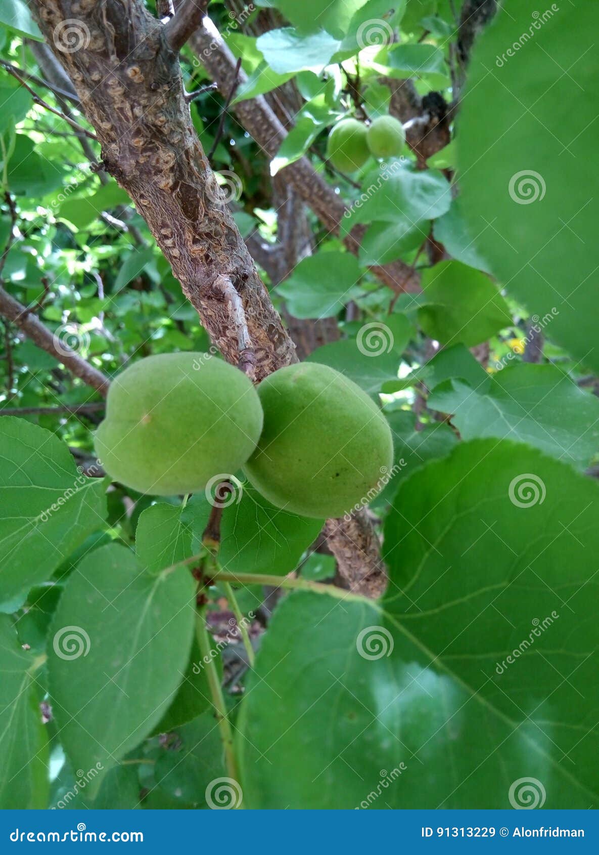 Green Apricots stock image. Image of prunus, green, greean 91313229
