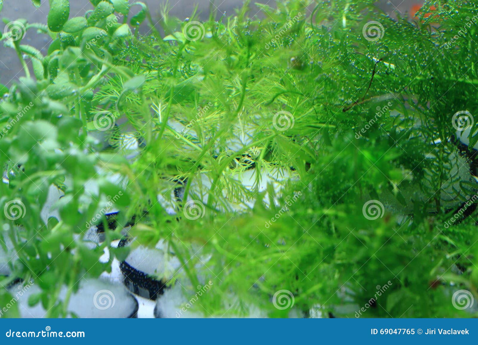 Green Aquarium Plants Texture Stock Image Image of tank, animal 69047765