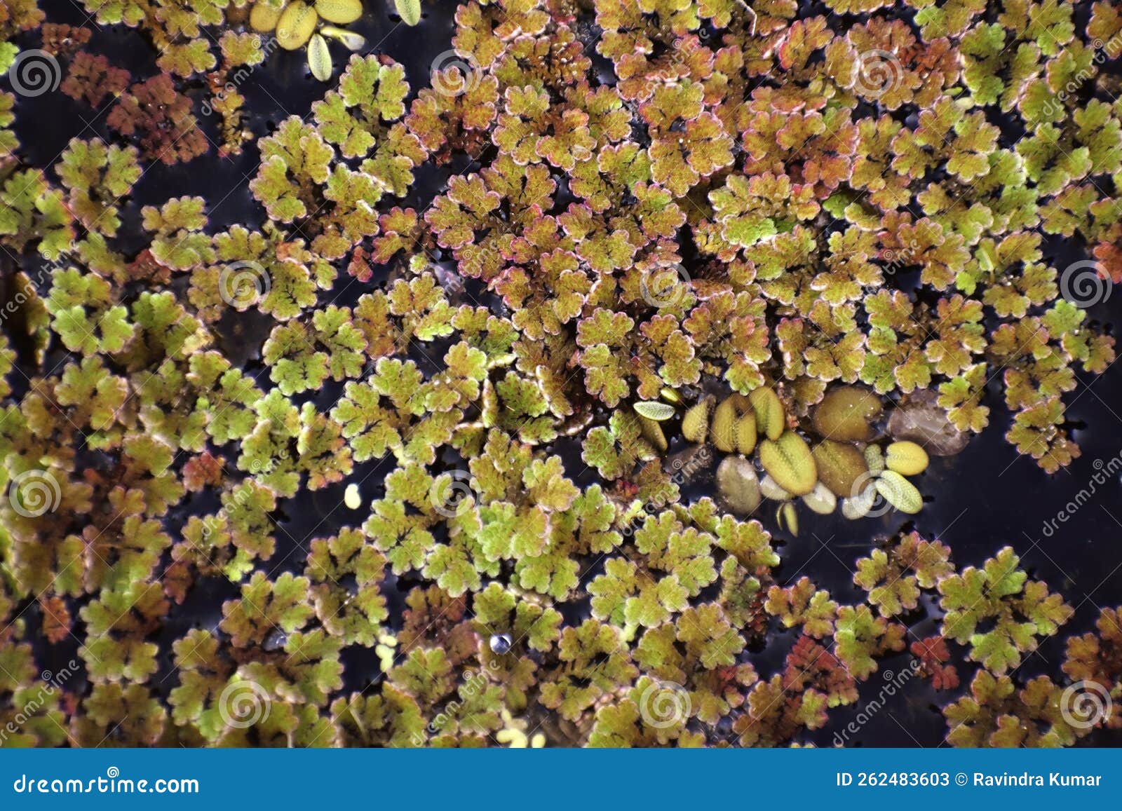 Green aquatic plants stock image. Image of fruit, wildflower 262483603