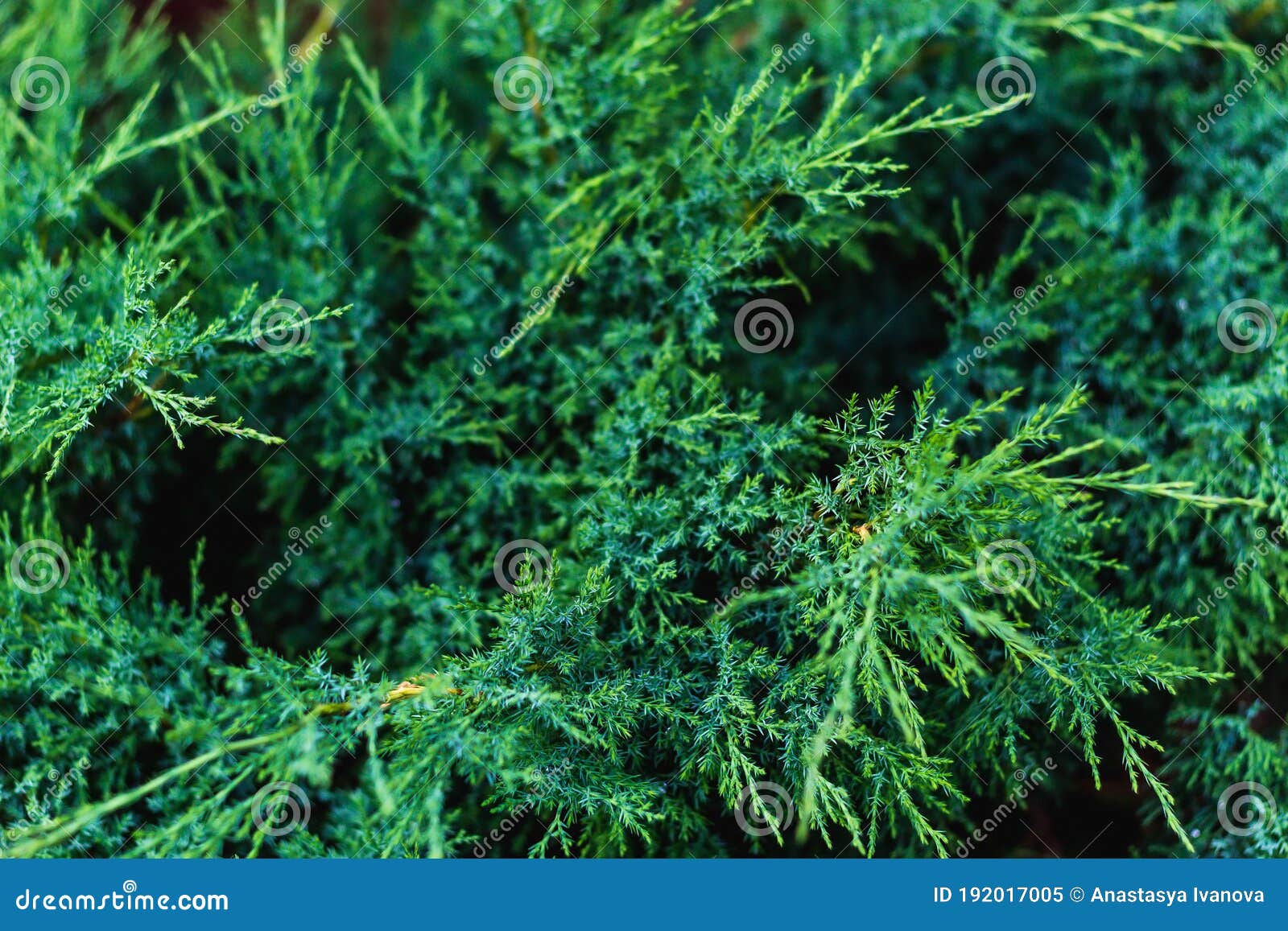 Green Arborvitae is Similar To a Christmas Tree Stock Image Image of