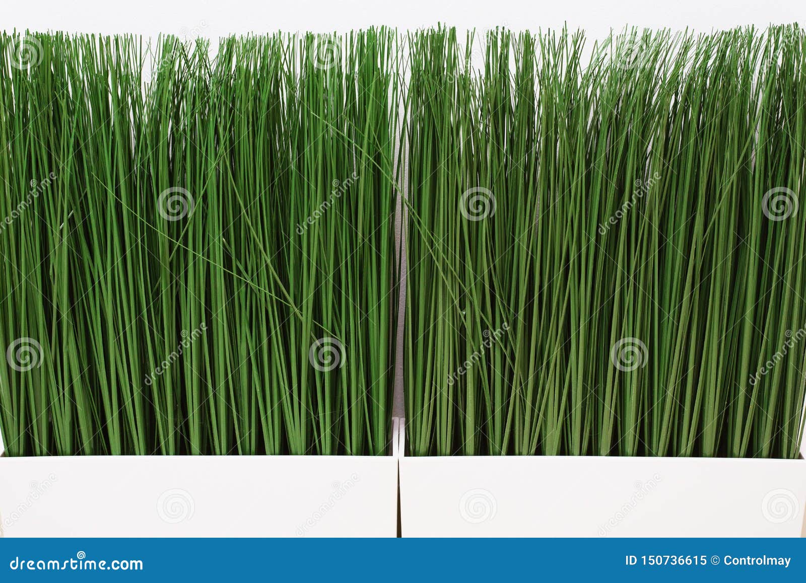 Green Artificial Grass on a White Background. Thin Grass in a Bright