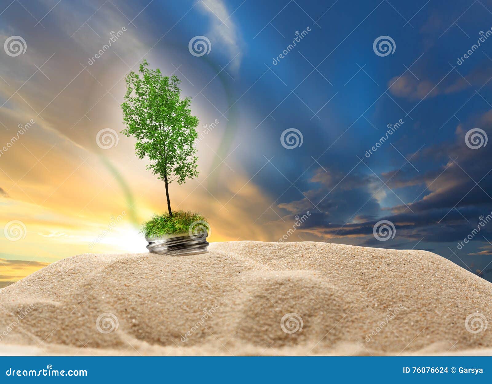 Green Ash Tree Inside Lamp In Sand On Sunset Stock Photo Image Of