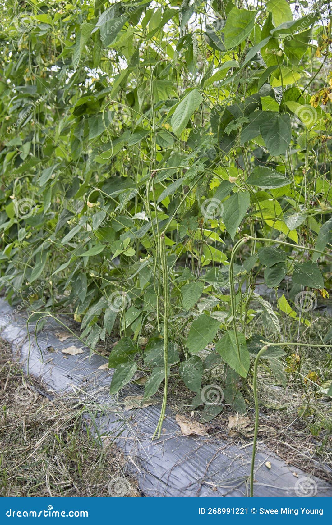 Green Asparagus Bean Vegetable Growing at the Farm. Stock Image Image