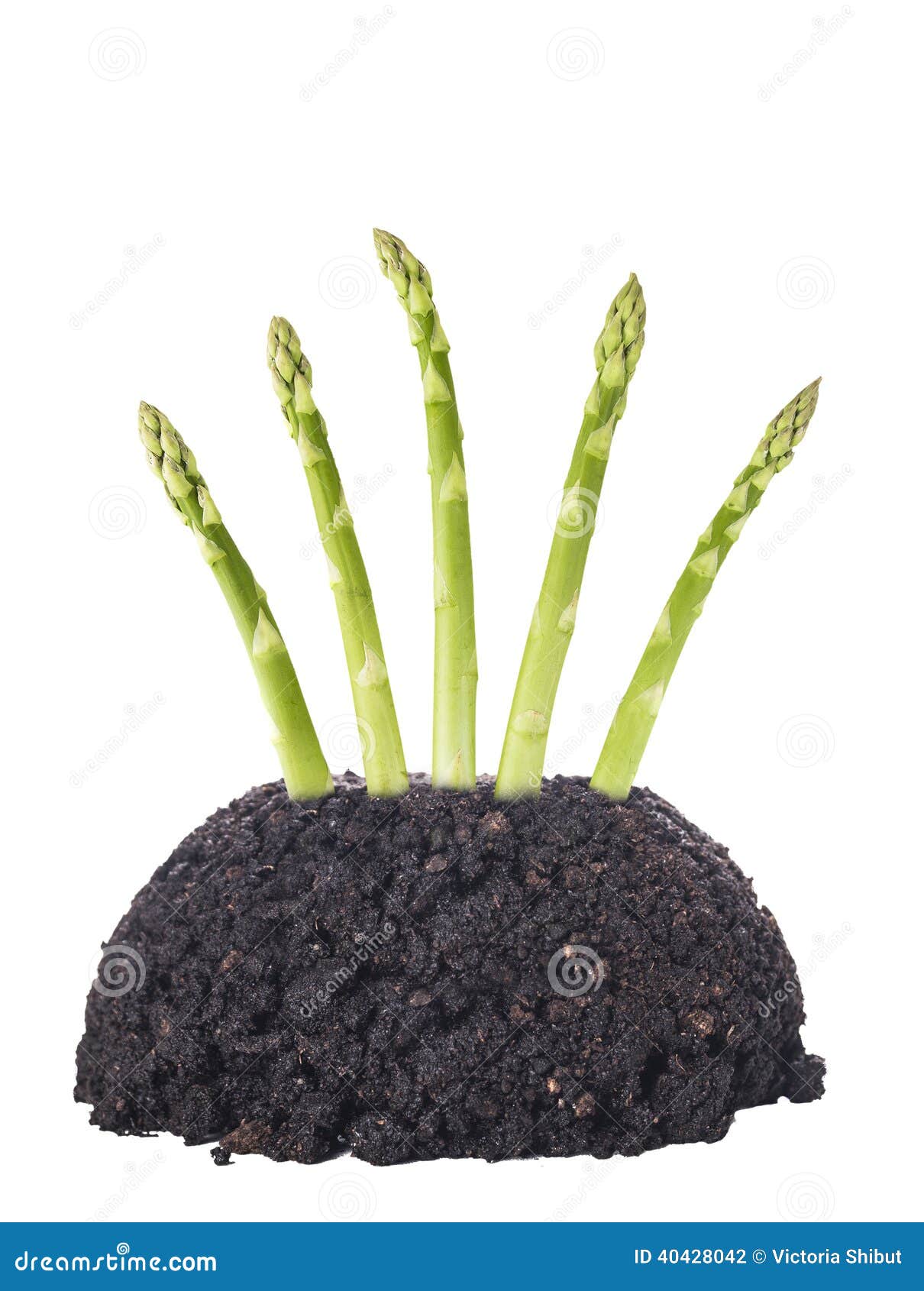 Green Asparagus In Garden Ground, Isolated Stock Photo Image of bunch