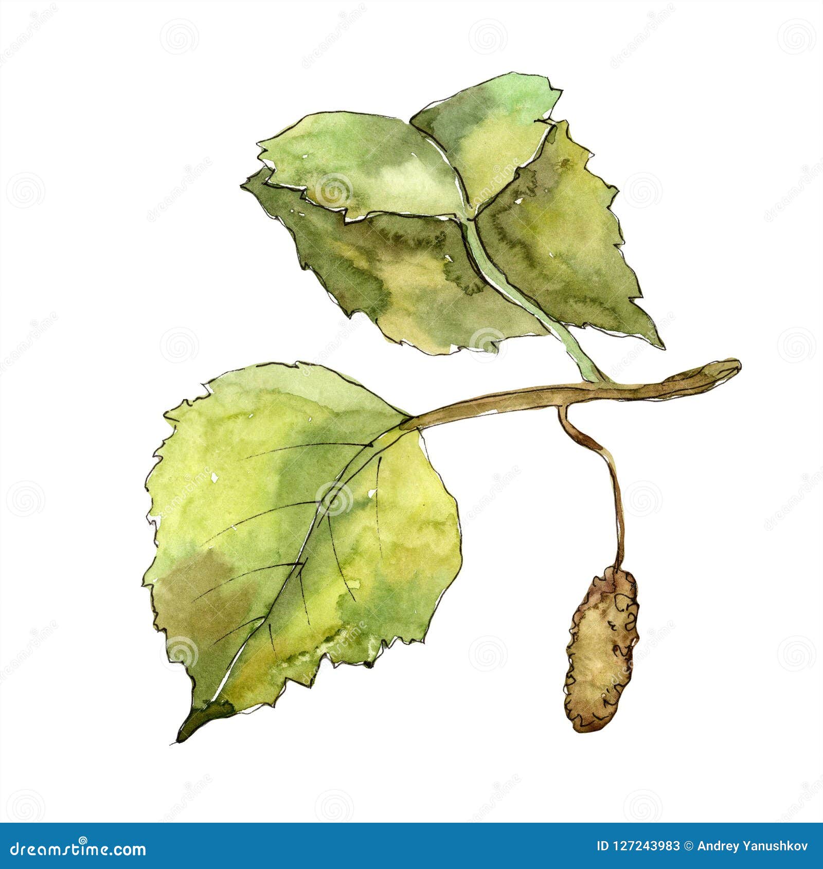 Image detail for -... in show best experimental alternative birch leaf  medley john delapp | Birch tree tattoos, Autumn leaves art, Painted leaves