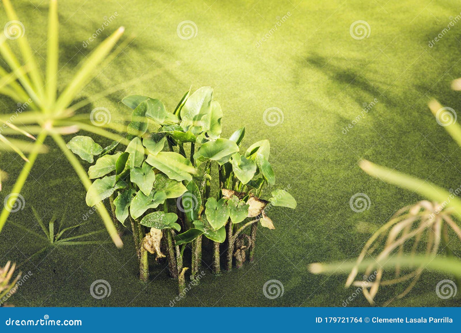 Green Background. Aquatic Plants And Microorganisms Floating In The