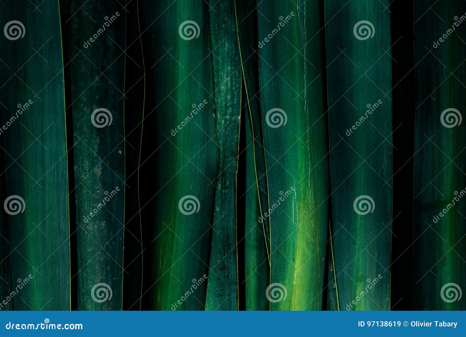 A Green Background Made of Big Leaf Stock Image Image of plant