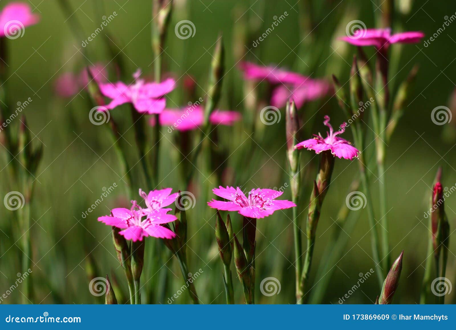 dark green background with flowers of a carnation.