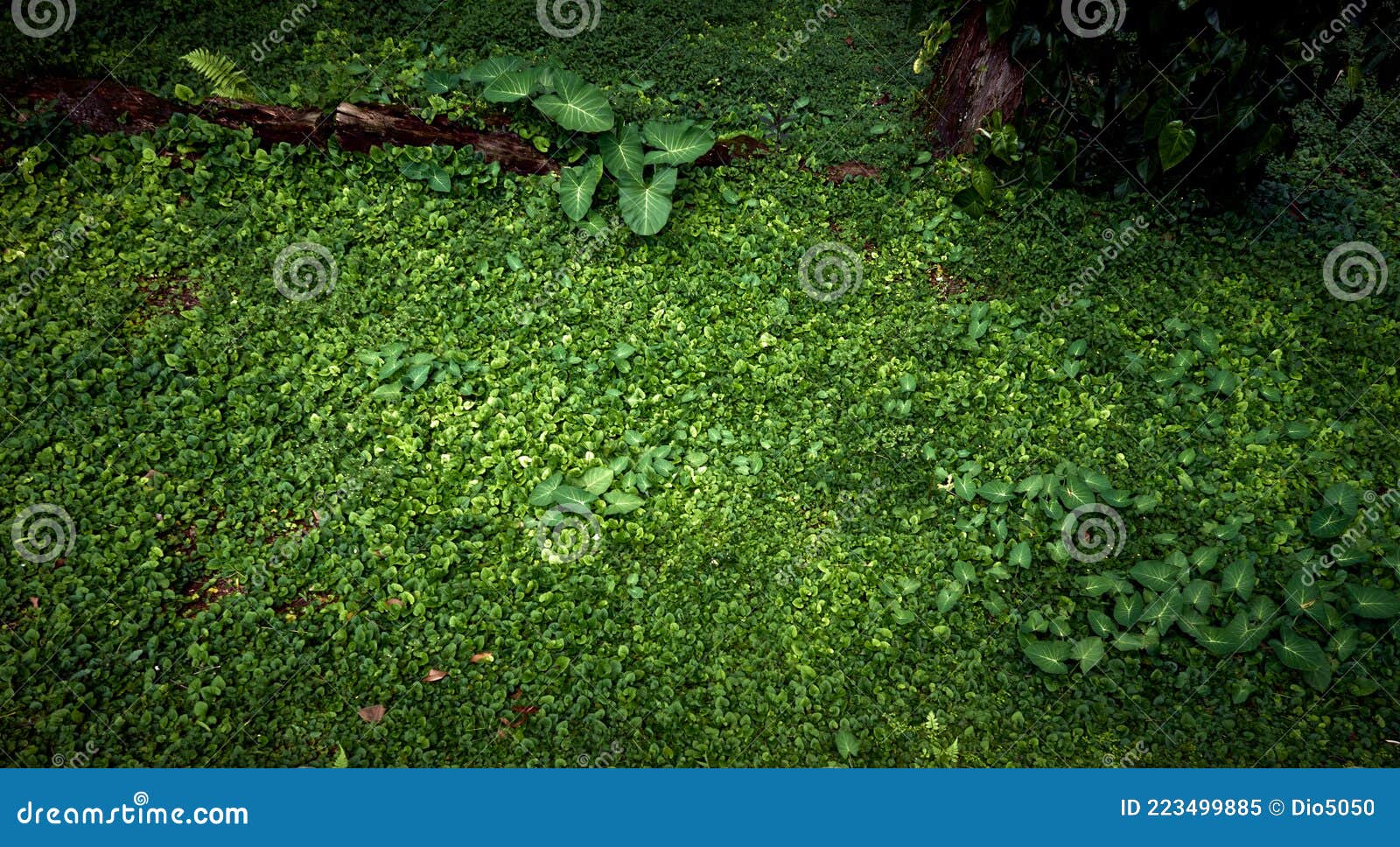 backdrop with foliage on forest floor