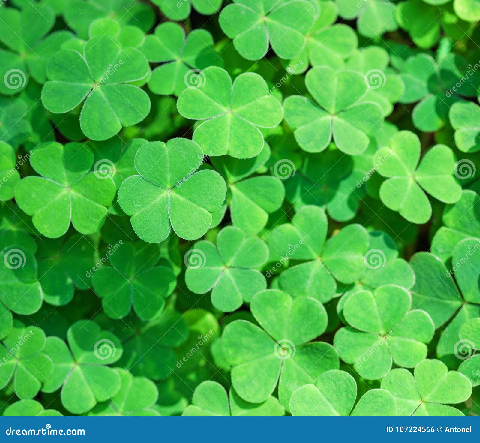 green background with three-leaved shamrocks. st. patrick`s day holiday .