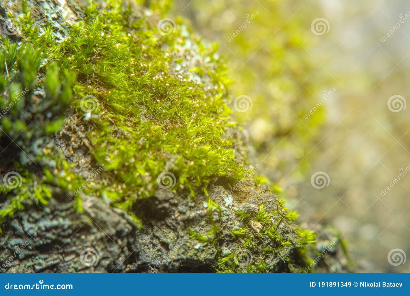 green background with tree climacium moss in soft focus at high magnification