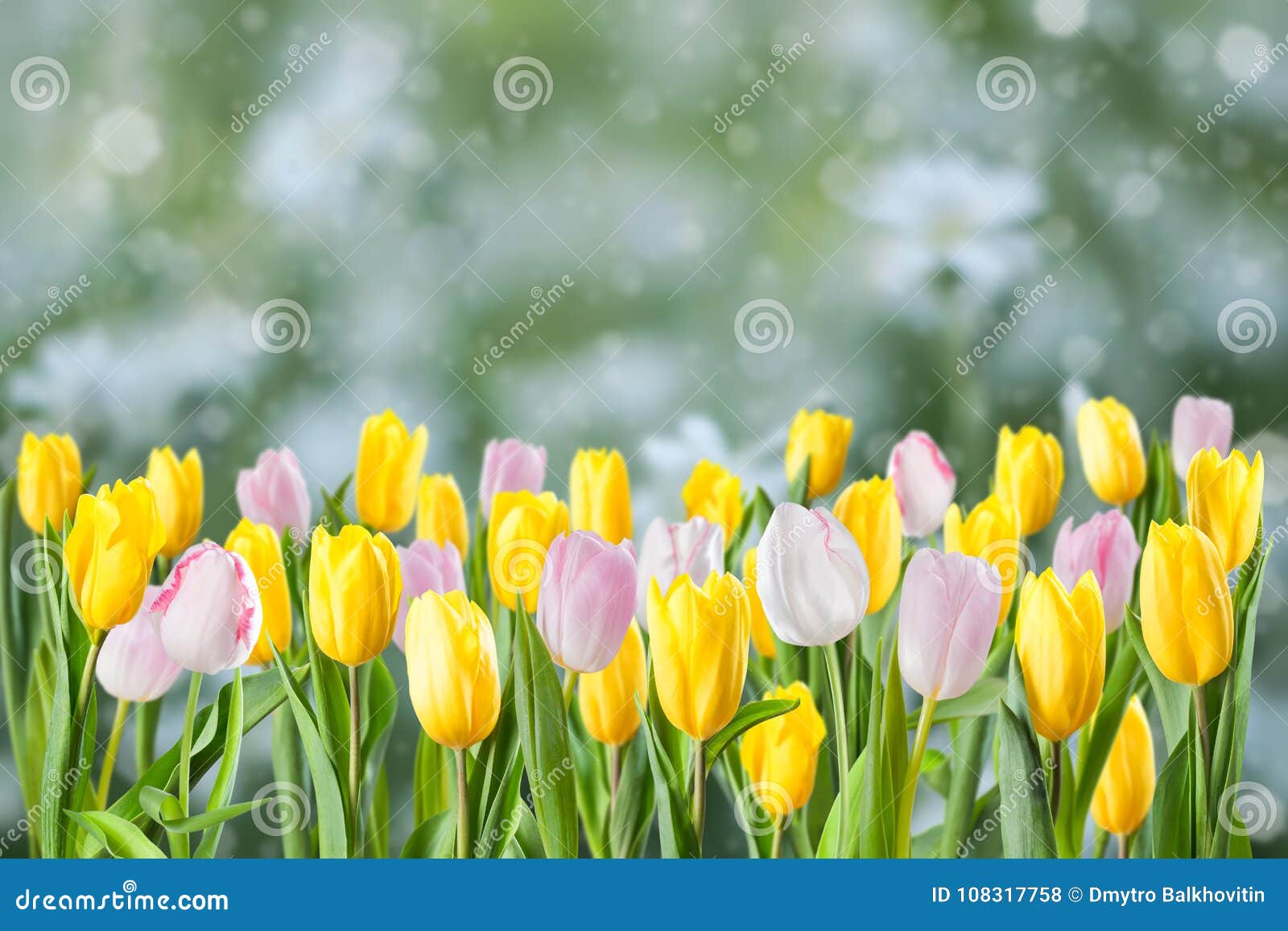 Green Background With Tulip Stock Photo Image of floral, blossom