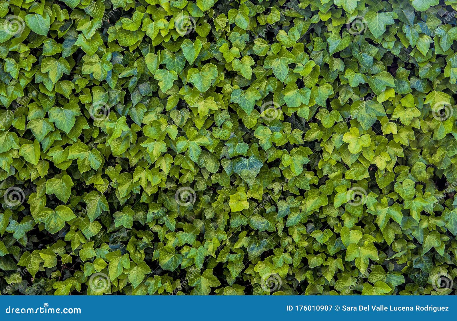 Green Background of Vertical Plants of Ferns and Vines for Decoration in  the Outside Garden of a House Stock Image - Image of interior, card:  176010907
