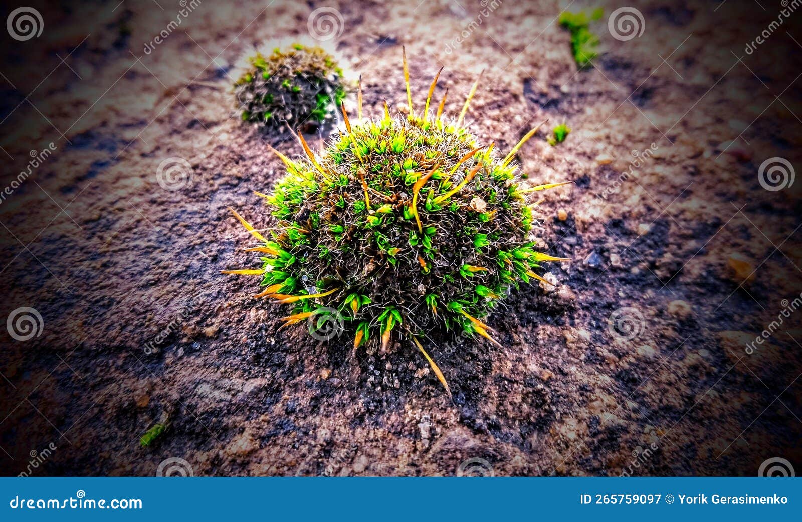 Green ball of moss stock image. Image of green, nature 265759097