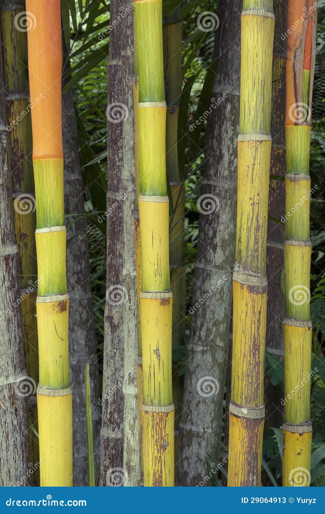 Green bamboo stock image. Image of vertical, detail, shoot 29064913