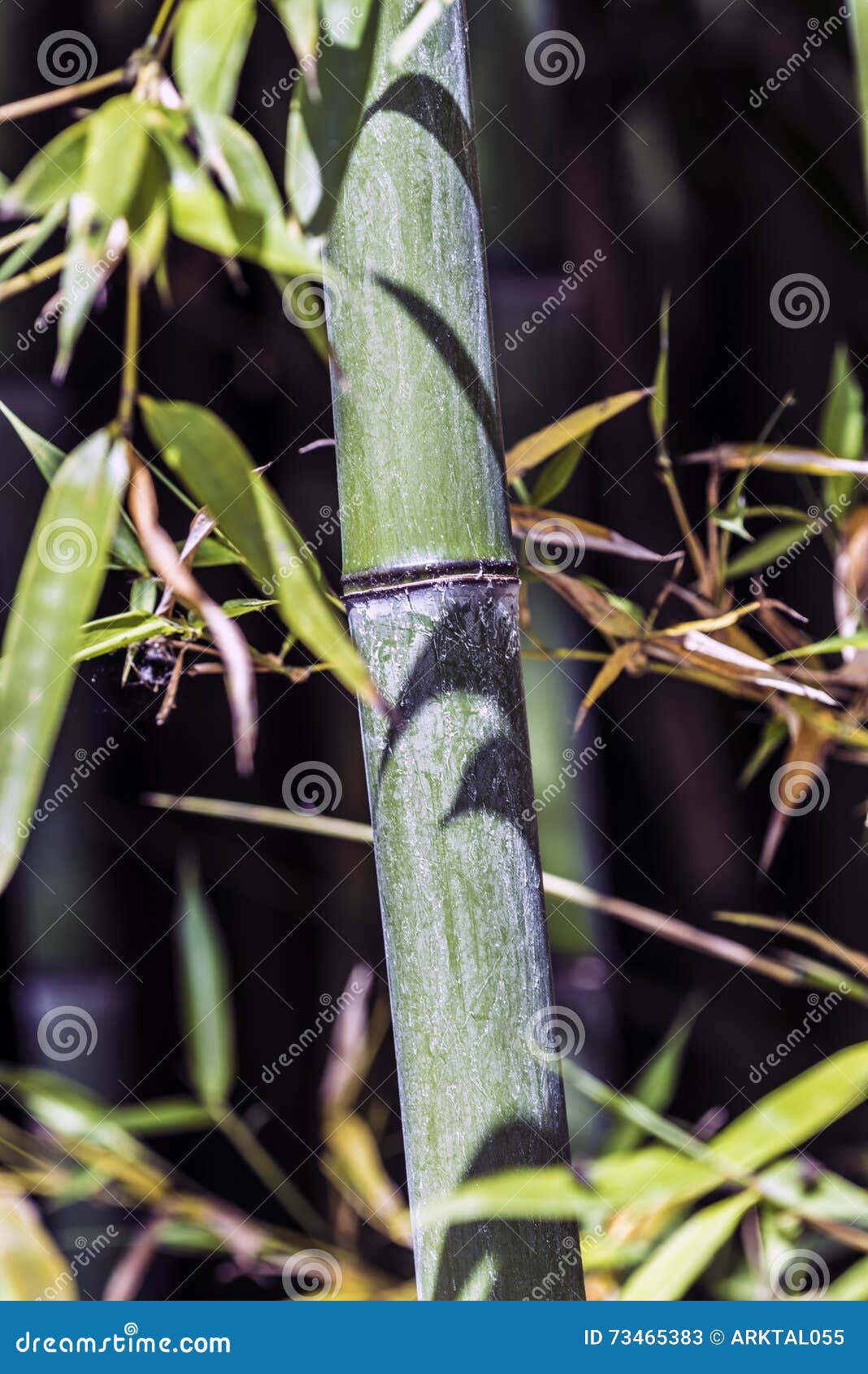 Green bamboo cane stock image. Image of beautiful, garden 73465383