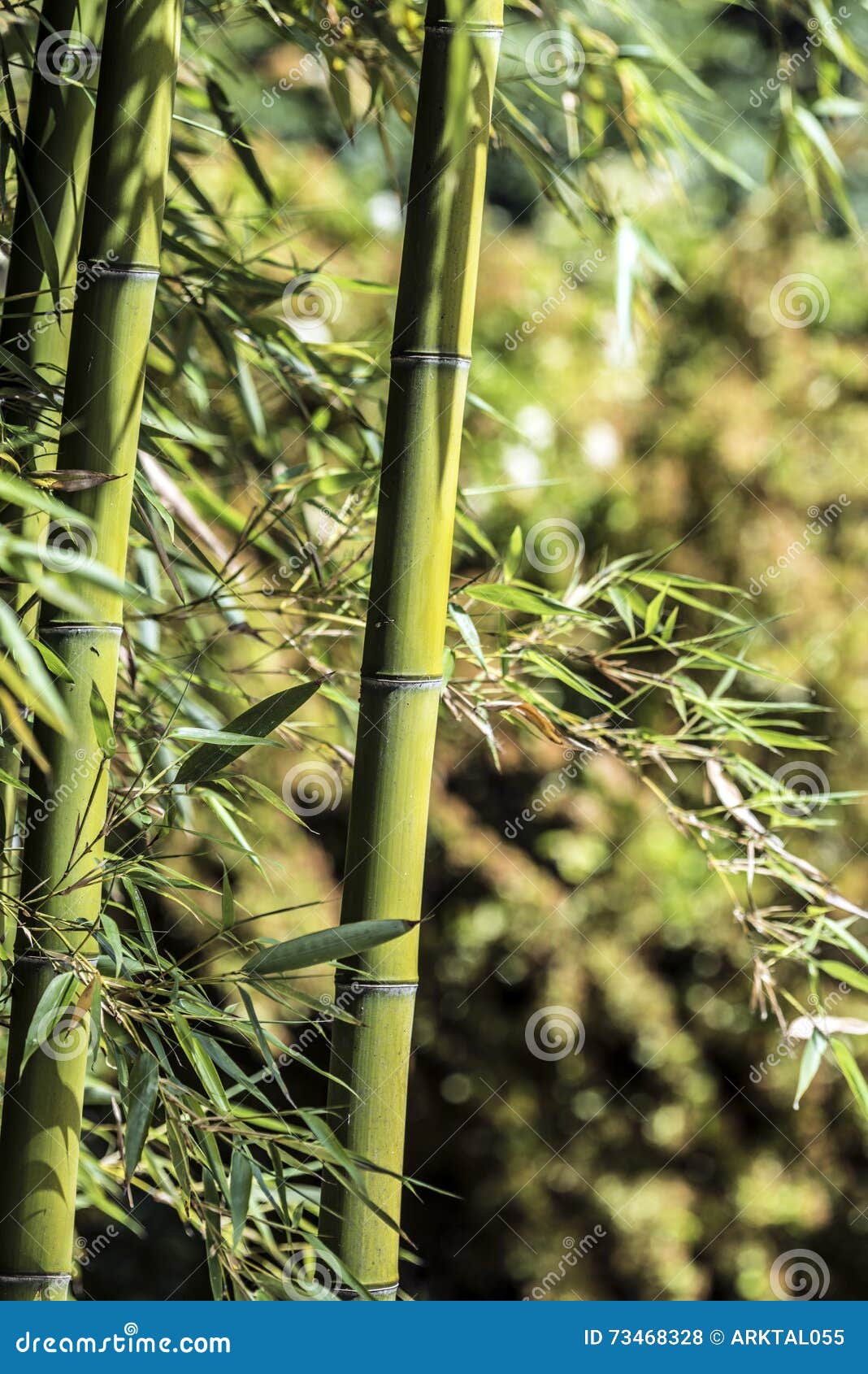 Green bamboo cane 3 stock photo. Image of life, growth 73468328
