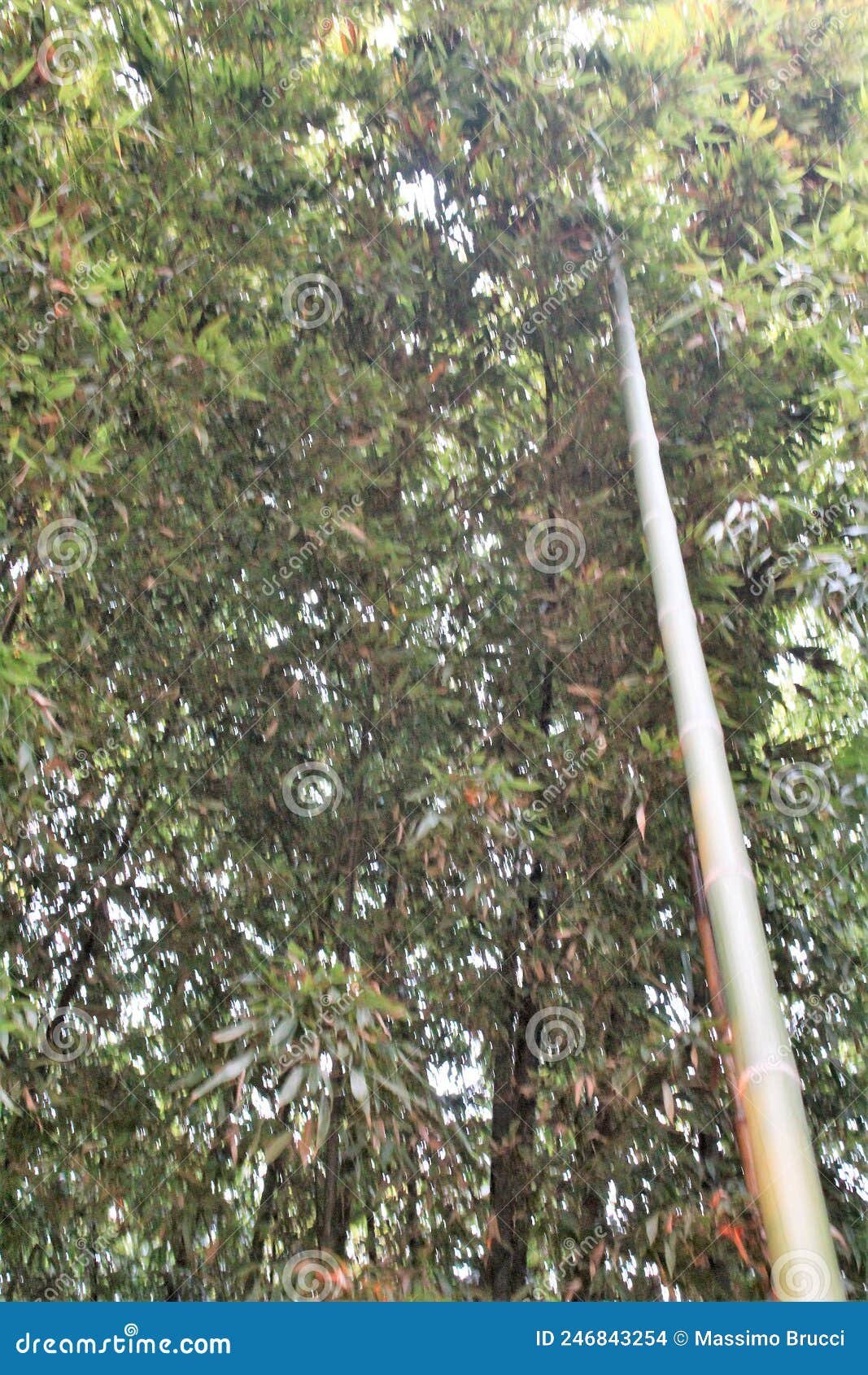 Green bamboo canes stock photo. Image of lonely, green 246843254