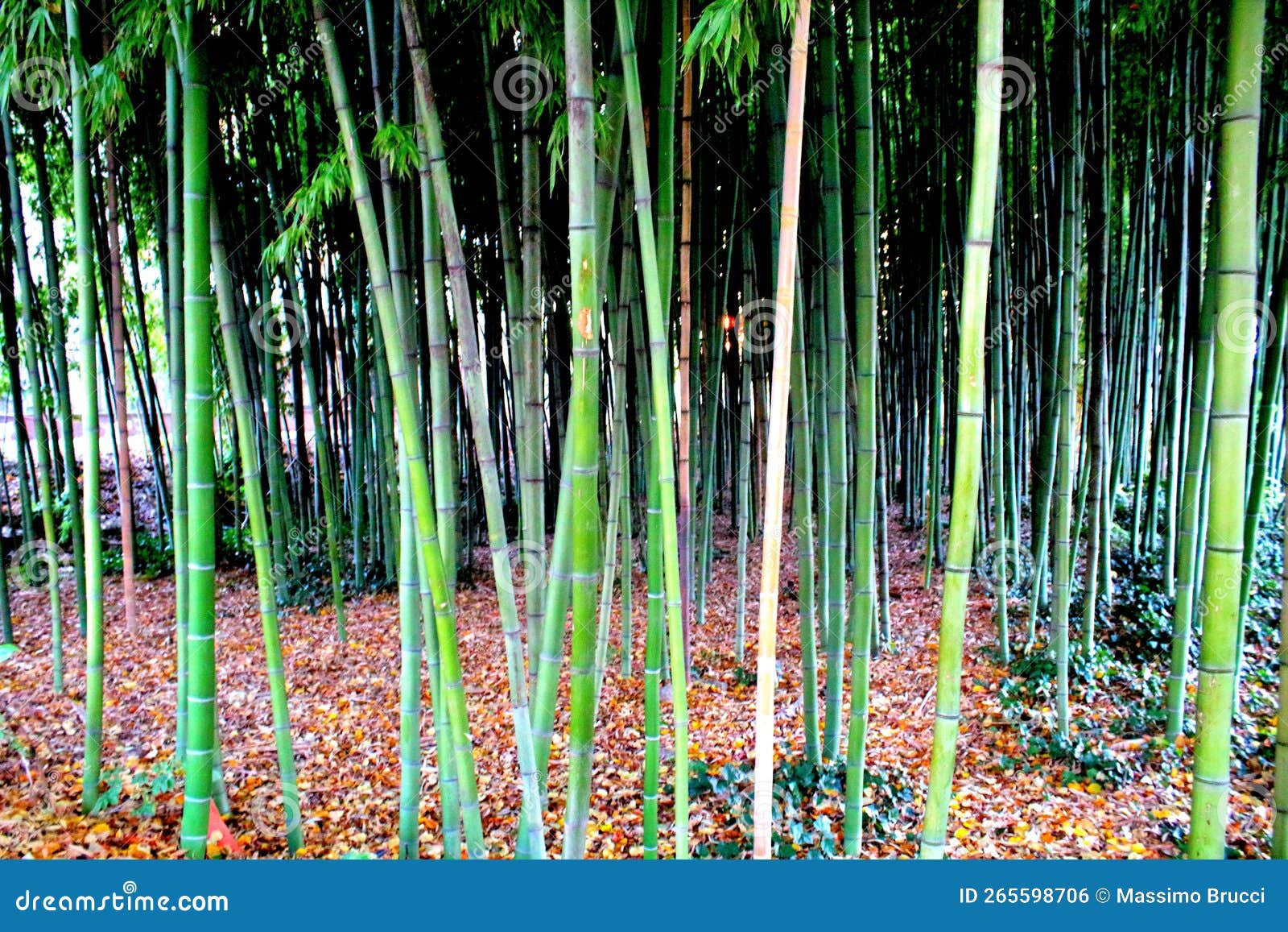 Green bamboo canes stock photo. Image of lonely, tree 265598706