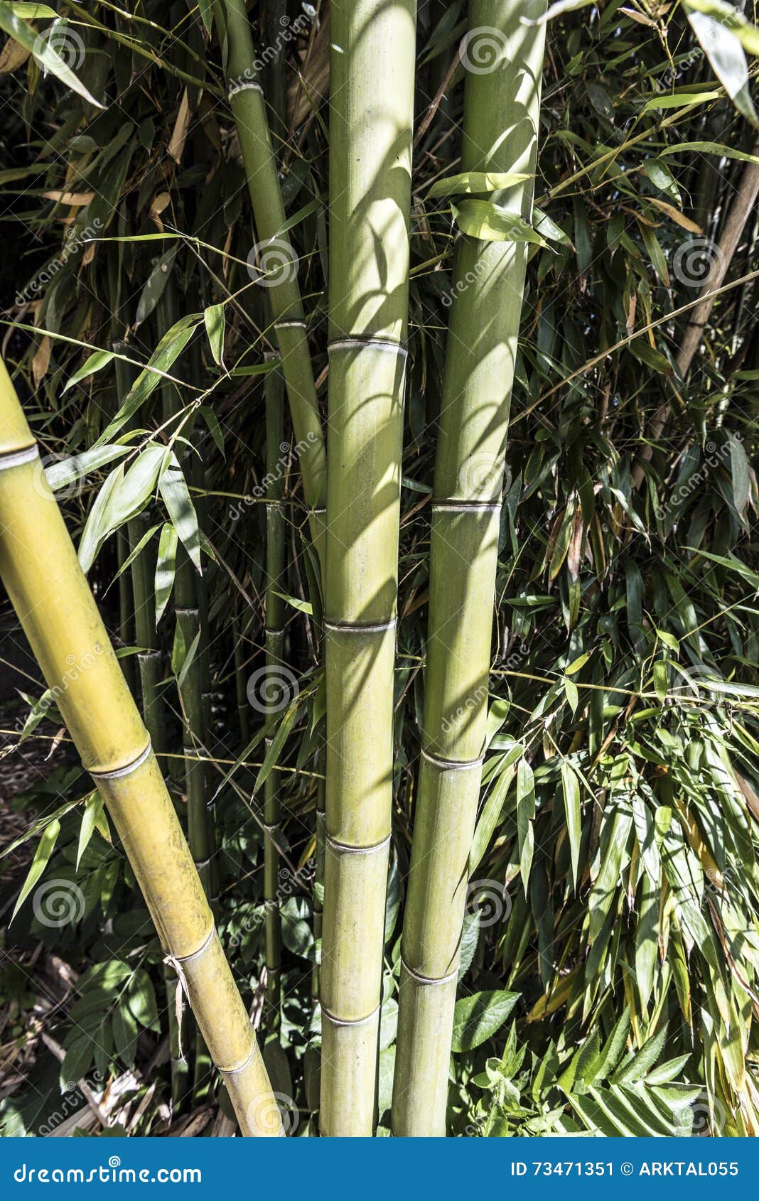 Green bamboo canes group 7 stock image. Image of delicacy 73471351